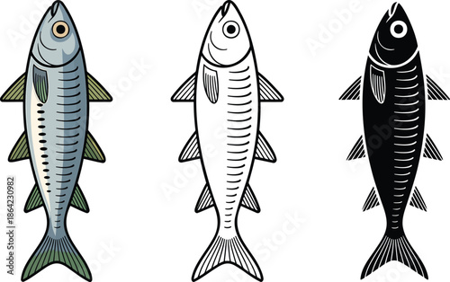 Sardine silhouette & Outline and illustration set isolated on transparent background