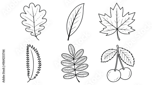 set of hand drawn leaves and cherries on stems