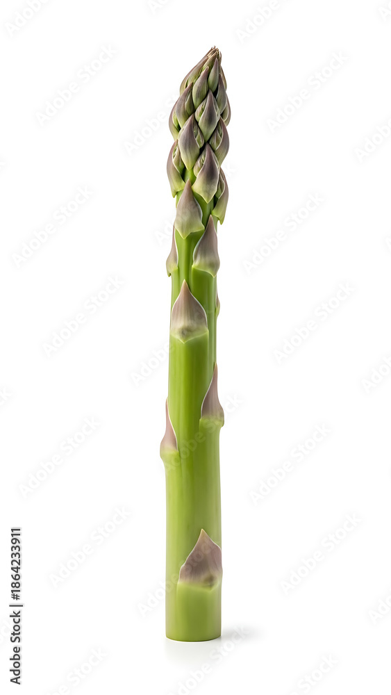 Fototapeta premium Vibrant Green Asparagus Spear Standing Upright, Fresh and Healthy Vegetable Produce