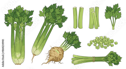 Highly detailed illustration of various parts of celery and celeriac including whole stalks roots and chopped pieces for culinary use.