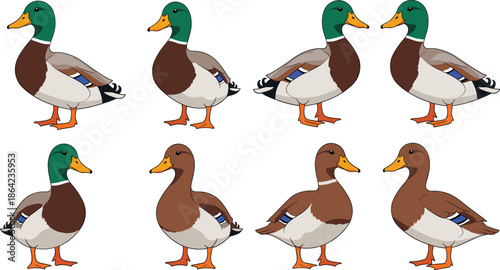 Mallard Duck Cartoon Vector Set with Male and Female Waterfowl Standing Poses Isolated Illustration
