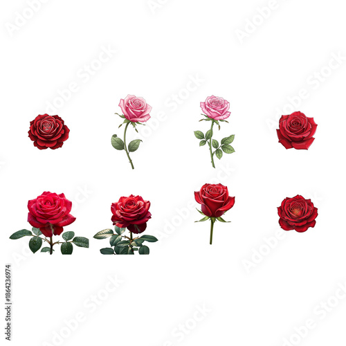 Collection of Red and Pink Roses