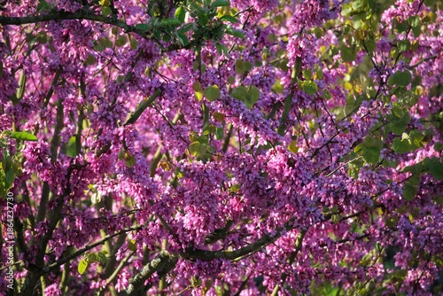 Arbre de Judée