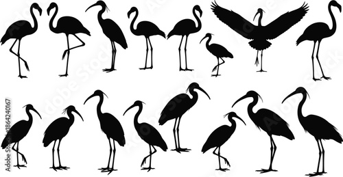 Black, and, white, silhouette, collection, of, fifteen, wading, birds, including, flamingos, herons, egrets, and, ibises, in, various, standing, and, flying, poses
