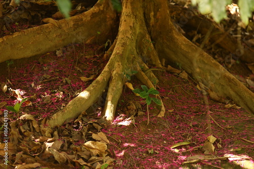 Raízes de árvore cercadas por folhas secas e flores de jambo no chão, representando o ciclo natural da vida na floresta tropical.