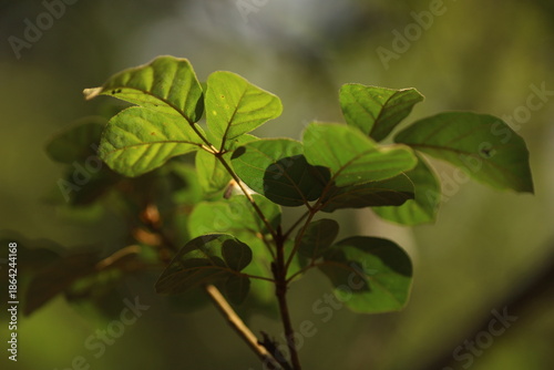Muda de goiaba crescendo em sistema agroflorestal, iluminada pela luz suave da Mata Atlântica em Paraty.
