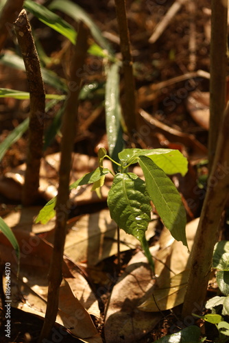 Pequena muda de cacau em fase inicial de crescimento em área rural de reflorestamento na Mata Atlântica.