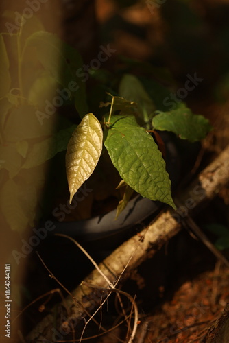 Muda de cacau crescendo entre galhos e folhas secas no solo da Mata Atlântica, em área de reflorestamento comunitário.