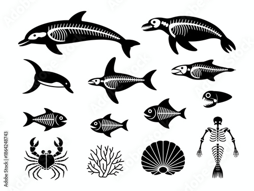 Collection of marine animal skeletons isolated on white background, Vector, illustration