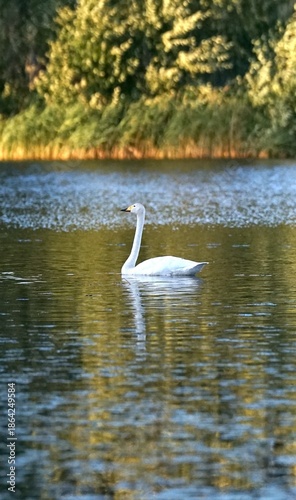 Swan swimming in a lake, mirrored on the water