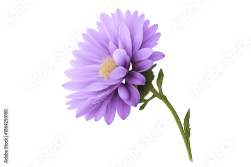 Purple aster flower with vibrant petals and yellow center, blooming in spring, transparent background