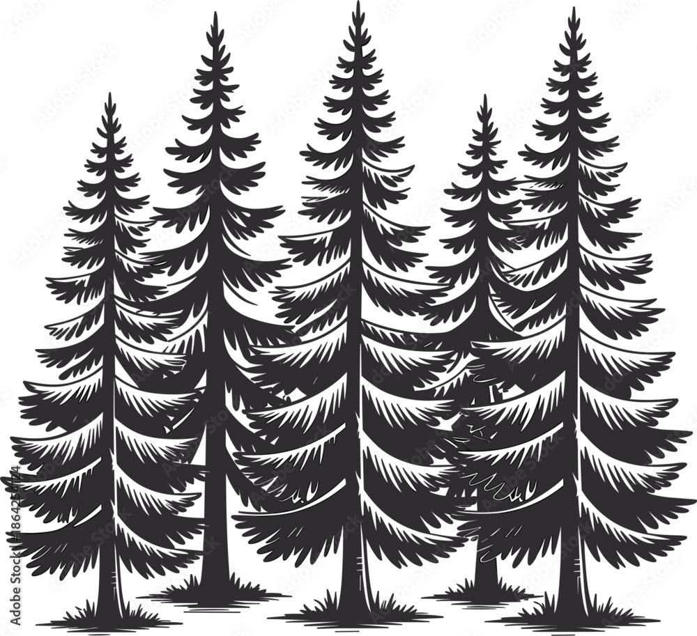 Obraz premium Hand drawn vintage pine forest sketch, coniferous evergreen trees line art, nature woodland vector illustration set