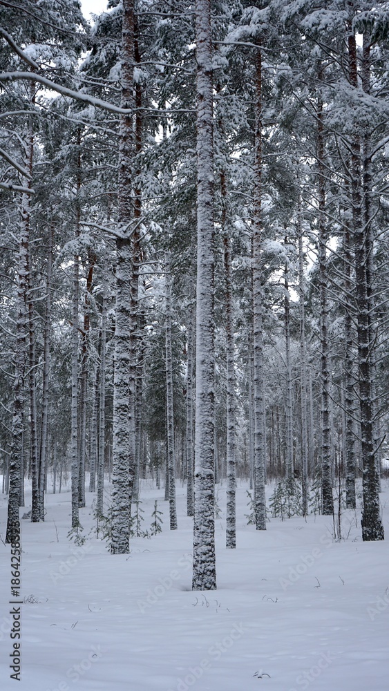 Fototapeta premium Birch covered by snow in winter