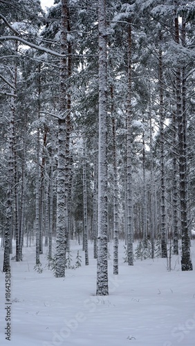 Birch covered by snow in winter