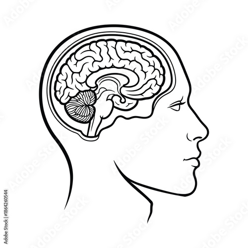 human head Brain Side View  silhouette vector art