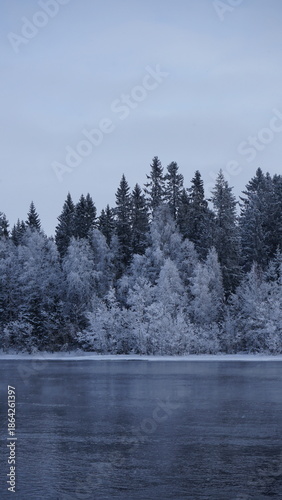 snow covered trees on a lake