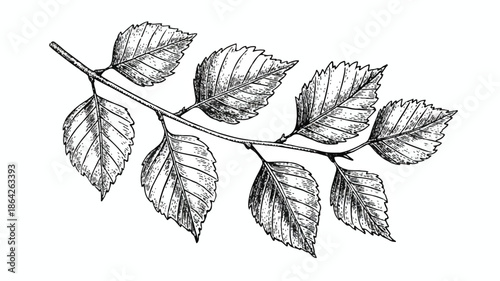 Branch with leaves on white background