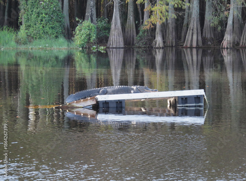 Alligator at Six Mile Cypress Slough Preserve