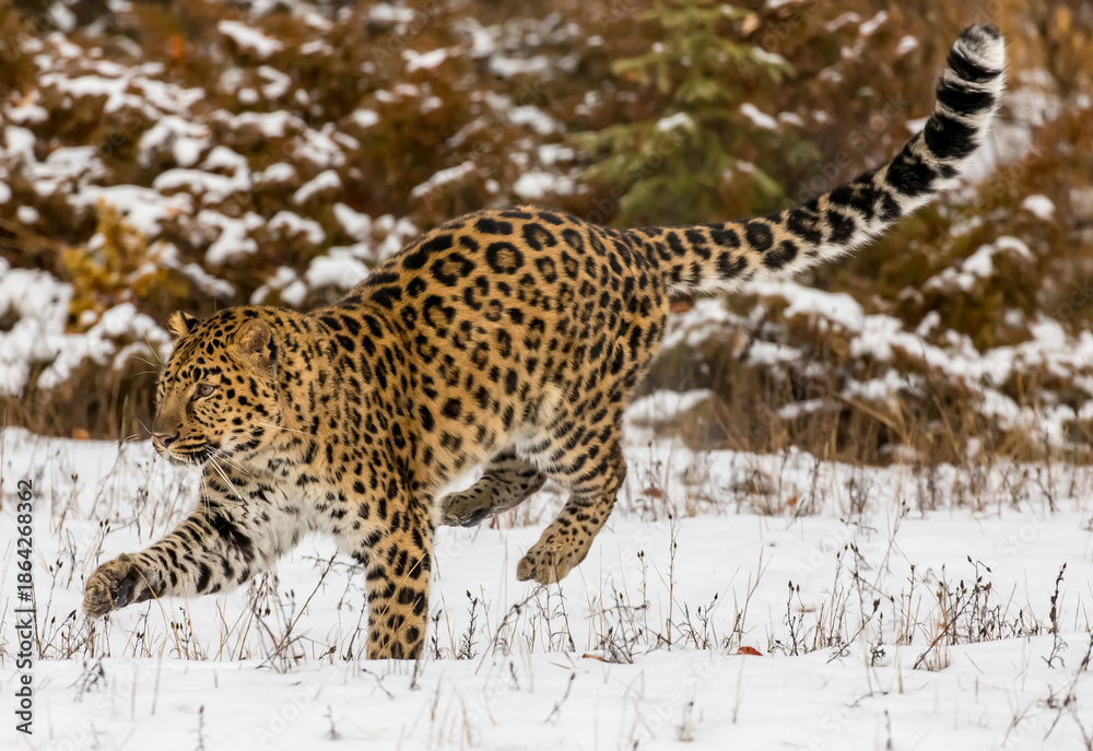 Fototapeta premium Grace in the Frost: The Amur Leopard on the Hunt