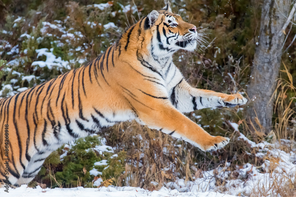 Obraz premium Winter Shadow: A Bengal Tiger on the Hunt