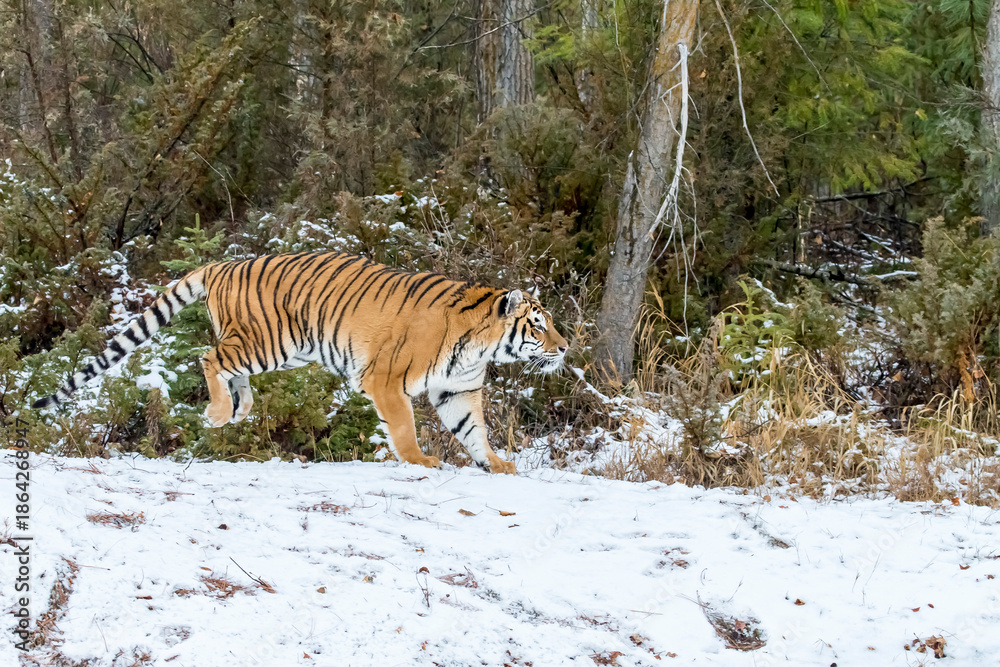 Obraz premium Winter Shadow: A Bengal Tiger on the Hunt