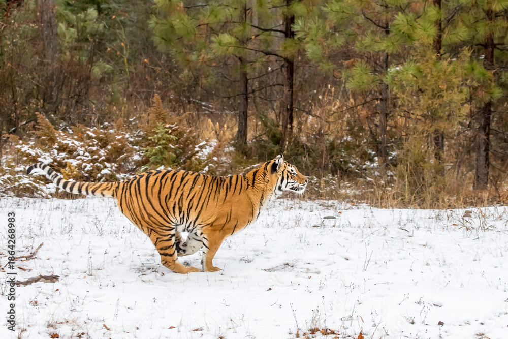 Obraz premium Winter Shadow: A Bengal Tiger on the Hunt