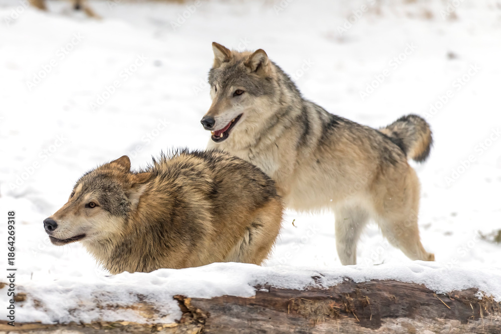 Fototapeta premium Winter Unity: Tundra Wolves Bound by Trust Before the Hunt
