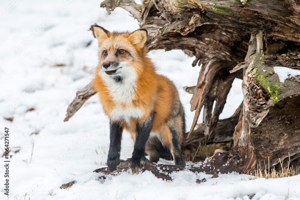 Fototapeta premium Winter Chase: Red Fox on the Hunt in Snowy Terrain
