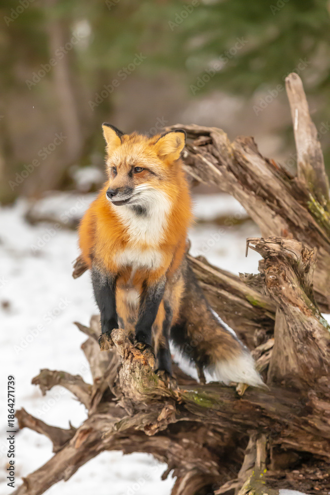 Fototapeta premium Winter Chase: Red Fox on the Hunt in Snowy Terrain