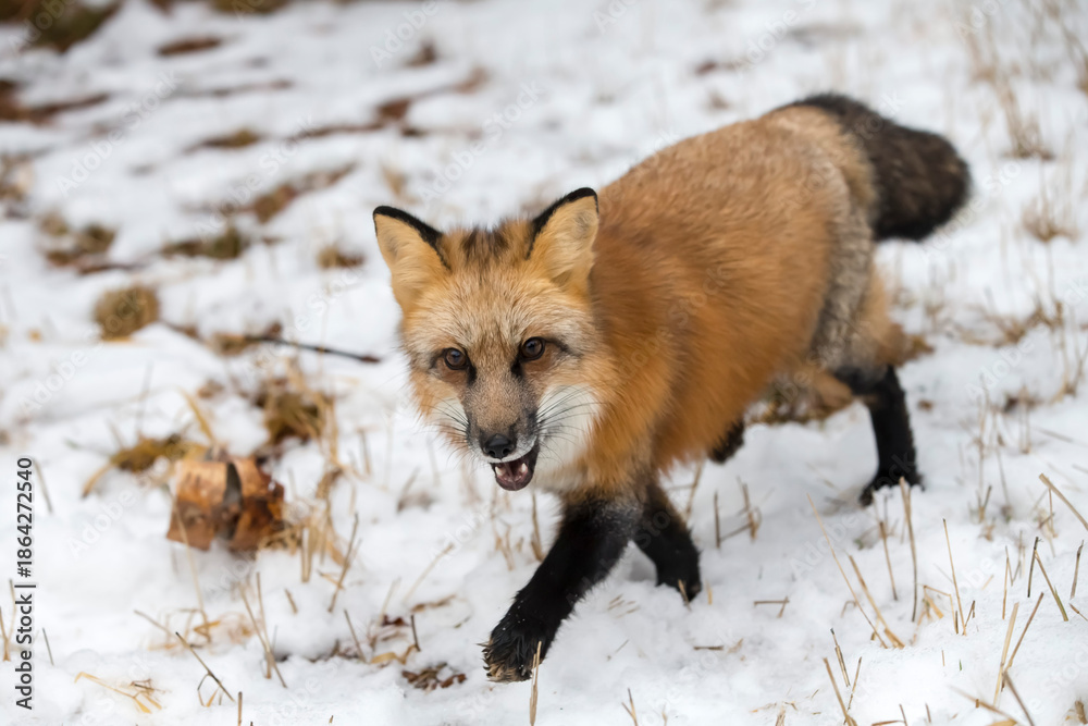 Fototapeta premium Winter Chase: Red Fox on the Hunt in Snowy Terrain