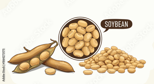 Collection of organic soybeans shown whole, in pods, and in a bowl to illustrate healthy plant-based protein sources.