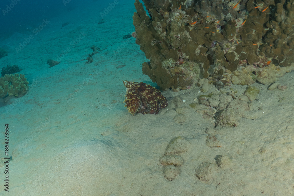 Obraz premium Octopus king of camouflage in the Red Sea, Eilat Israel 