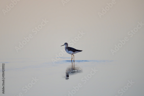 yellowlegs in the water