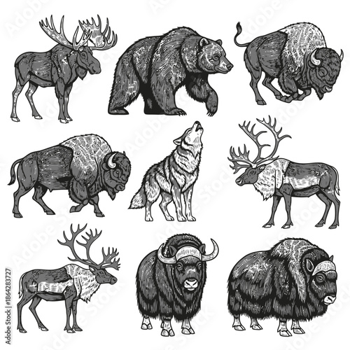 Striking collection of wild northern animals detailed black and white illustrations of moose, grizzly bear, bison, wolf, caribou, and muskox