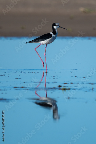 Black-necked Stilt in the water