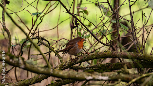 Bird sitting on the branch of the tree