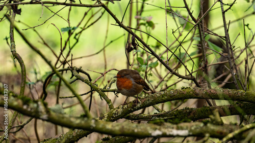 Bird sitting on the branch of the tree