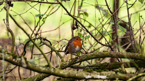 Bird sitting on the branch of the tree