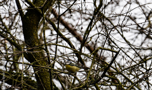 Bird sitting on the branch of the tree