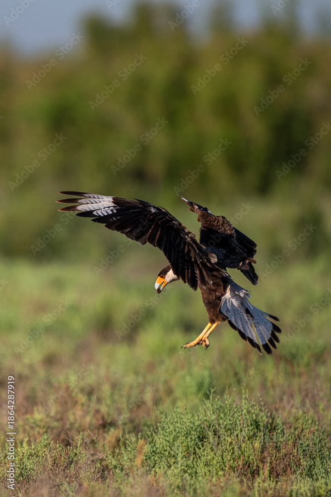 Obraz premium Crested Caracara lands
