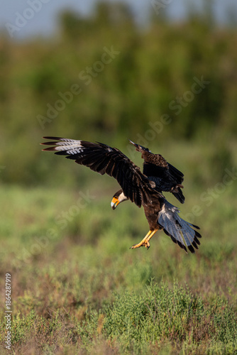 Crested Caracara lands