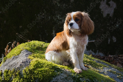 young female cavalier king charles spaniel sitting outdoors on a rock in natural sunlight