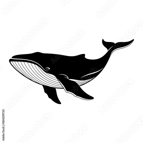 Black humpback whale silhouette with white lines on white background marine mammal ocean