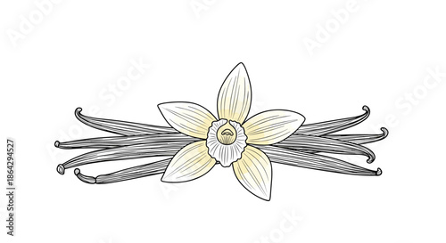 Detailed botanical illustration of a fragrant vanilla orchid flower with several spice pods for culinary and aroma themes.