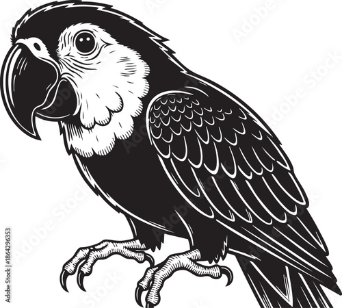 A wild black and yellow macaw flying with an owl and eagle vector illustration featuring cartoon wings and animal beak art symbols