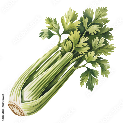 A realistic depiction of a single celery bunch with lush green leaves