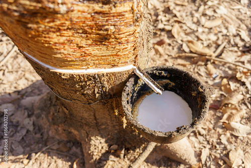 rubber latex dripping from tapped rubber tree