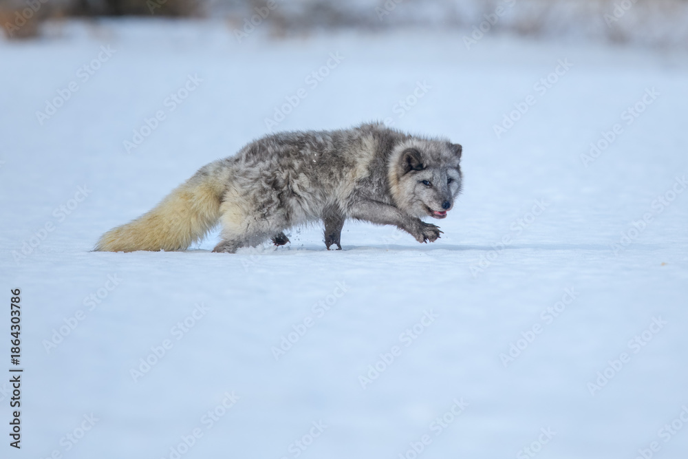 Fototapeta premium Arctic fox (Vulpes lagopus), also known as the white fox, polar fox is a small fox native to the Arctic regions, with reflection on a frozen lake. 
