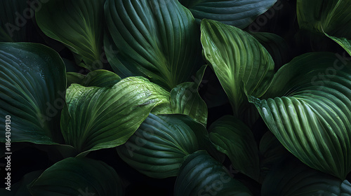 Large green hosta leaves with ribbed texture and water droplets
