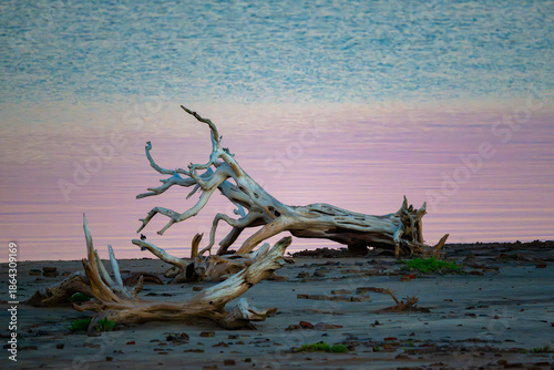 dead tree on the beach during sunrise